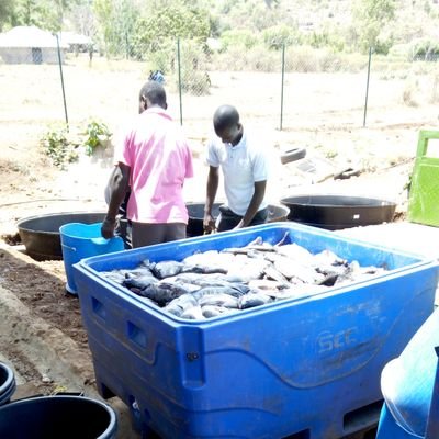 Aquaculturist versed in fish farm planning and establishment, hatchery
production, training farmers, value  chain development & fisheries
resource management.🦈