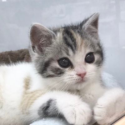 ruru_ruuna0119's profile picture. 2020年1月19日生のスコティッシュフォールド♀お姉さん猫たちと暮らしてます🐈生後3ヵ月、うちに来て2週間目にFIPの診断を受け、一刻を争うため早急に治療を開始しました💦未認可のため高額な治療費がかかり、クラウドファンディングにて支援を募りました🙇♀️Twitter初心者🔰無言フォロー失礼します🙇♀️