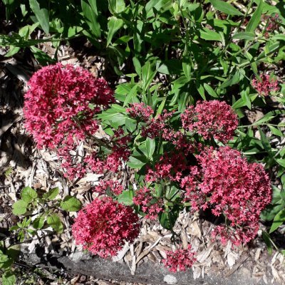 DBootox's profile picture. 