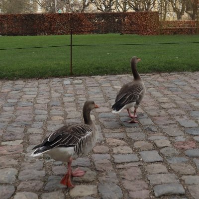 Mattmehmeh's profile picture. Hong Konger 
#手足互科