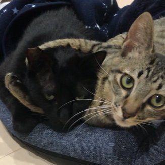 kLS0dv5MLH2244s's profile picture. 元保護猫ちゃんず。神戸から京都を経由して来てくれた、黒猫の黒丸と、キジトラ猫の小虎のアカウントです。黒丸 2017/8/31生まれ、小虎 2019/8/31生まれ /小虎がFIPを発症し、クラウドファンディングを行い寛解しました。ご協力頂いた皆様ありがとうございました。