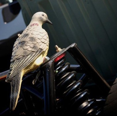 DriftPigeon's profile picture. Im the reason you can't have nice things.