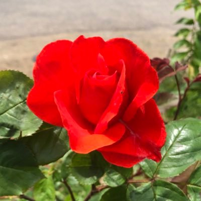 ソフさんのプロフィール画像