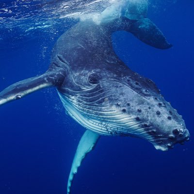 JAPAN | underwater photographer/ Travel/🇯🇵🇮🇹🇫🇷🇻🇦🇹🇭🇻🇳🇦🇺🇹🇴🇳🇨🇺🇸 https://t.co/ykpJ6Jpovx