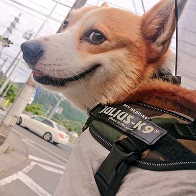 m0_m0625's profile picture. 主に愛犬そる(コーギー♂2015年12月09日生)メインに呟きます。無言フォローOK。わんこ好きさんと絡みたいです〜ヾ(･ω･U)