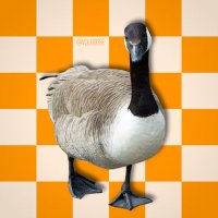 The Volgoose (@volgoose) 's Twitter Profile Photo The Volgoose (@volgoose) 's Twitter Profile Photo