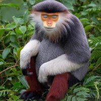baboon lance (@baboonlance) 's Twitter Profile