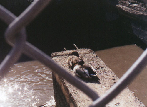 EclecticGraphyx's profile picture. 