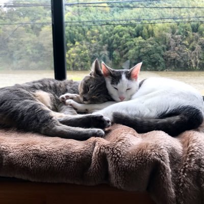 猫好き 高校生 猫ちゃんフォローします。 白い子がしずく グレーの子がマロンです。誕生日2019年10月6日 #猫好きさんと繋がりたい