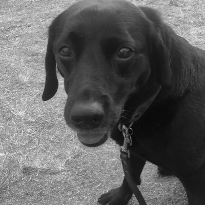 SamRomaine's profile picture. 