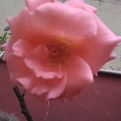 Marlena40671774's profile picture. 