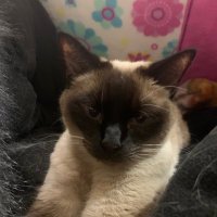 Mac Guerrero (@macpurr) 's Twitter Profile
