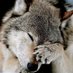 Coppercafe (@coppercafe) Twitter profile photo Coppercafe (@coppercafe) Twitter profile photo