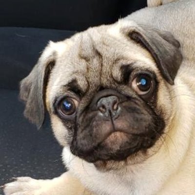 Tycho the Pug + 1