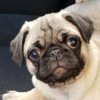 Tycho the Pug + 1 (@tychopug) 's Twitter Profile