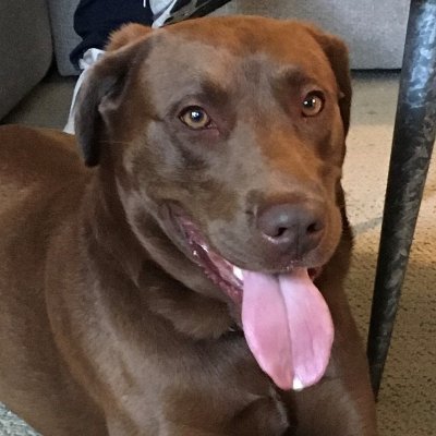 AbbysADog's profile picture. My old family couldn't keep me, so I adopted a new family! I love playing ball and am looking forward to new adventures. Did I mention I like to play ball?