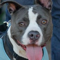 AdoptMeEBaySPCA (@adoptmeebayspca) 's Twitter Profile