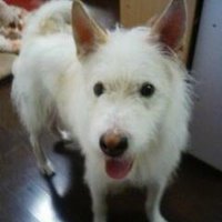 しらたま君ワンワン (@80kkww3kxiwzaah) 's Twitter Profile