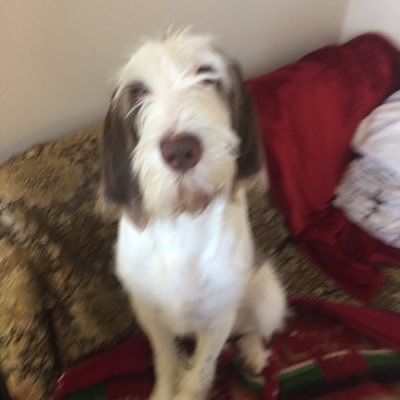 See my gorgeous, all-love Spinone Italiano. Dogs’ short lives teach us about transience. Unapologetic Catholic. All BLUE. Pray for Truth.  Love my cello!