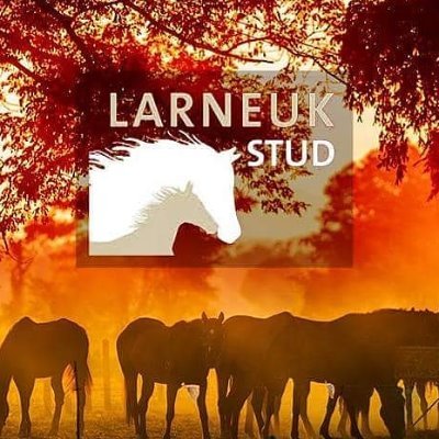 Larneuk Stud has all the facilities required to cater for breeders and the healthy development of the growing Thoroughbred.