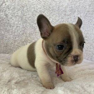 Male and female Frenchies available. They are good with kids and vet checked. Very familiar with other pets. They are ready to be rehomed any moment from now.