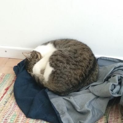 ACarerobot's profile picture. Wannabe AI researcher and full-time cat enthusiast. All cats are beautiful!