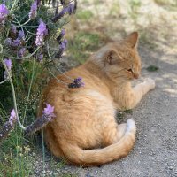 ネコ飼いたい (@nekokaitaikamo7) 's Twitter Profile