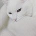 みーしゃ猫~フォロバ100~ (@gogogogogo2023) Twitter profile photo みーしゃ猫~フォロバ100~ (@gogogogogo2023) Twitter profile photo