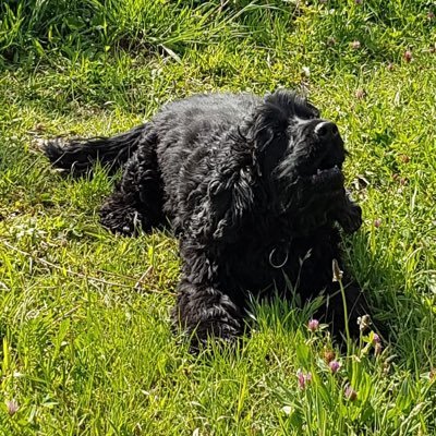 serruys patrick Profile