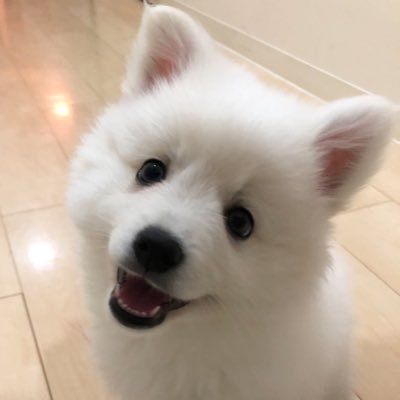 こむぎ 日本スピッツ 日本スピッツ 仲良し姉妹 かわいい背中 いぬのきもち 犬のいる暮らし
