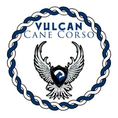 Welcome to Vulcan Cane Corso.  For information please contact on Instagram, Facebook, Call or Text 253.363.0541.  Facebook @vulcancanecorso