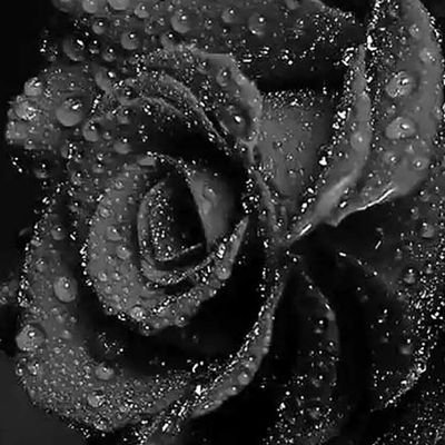 SAMAHAL36452446's profile picture. 