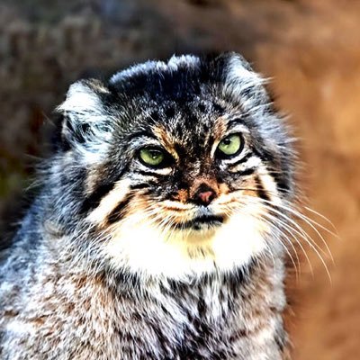 charlie_yurika's profile picture. 