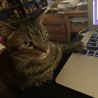 TacoTheCat (@tacocat2012) 's Twitter Profile