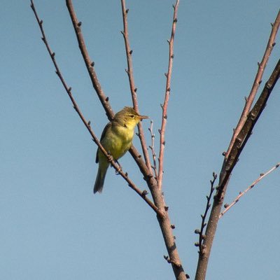 Vogelwacht Limburg, werkgroep Maastricht. Actieve vogelaars én tellers voor SOVON Vogelonderzoek Nederland. Op beeld- én geluid rust auteursrecht.