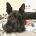 Magnus Church Scottie (@magnusscottie) Twitter profile photo Magnus Church Scottie (@magnusscottie) Twitter profile photo