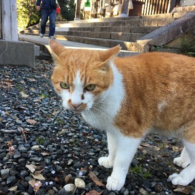 xOMhgNLUIq0ONPO's profile picture. 