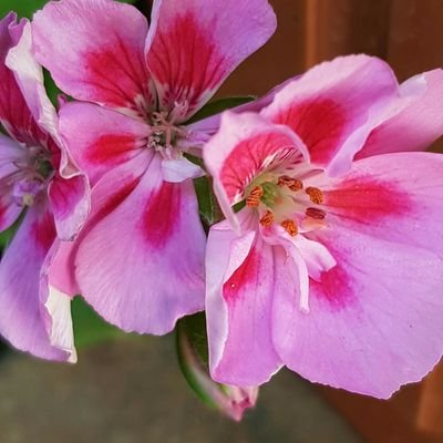 Caramel69777's profile picture. fed up of life