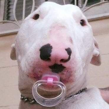 cioffi_eduardo's profile picture. ser grato a todo momento pela vida