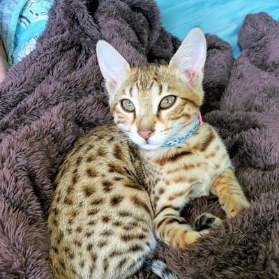 F1 savannah cat breeder 🐆🐯
TICA registered