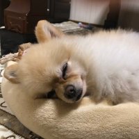 た (@task_201207) 's Twitter Profile