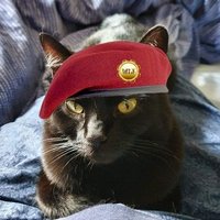 Pixie Elfsdottir (@elfsdottir) 's Twitter Profile