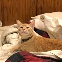 Maple rates (@maplerates) 's Twitter Profile