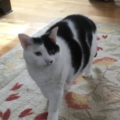 KircherKathy's profile picture. 🎾🍀🇺🇸 🏃‍♀️🙏 🏖 The older I get, the better I used to be.