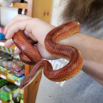 We are a small pet shop that focuses mainly on supplies for your exotic animal need. We do have things like snakes, geckos, guinea pigs, hamsters and more!!
