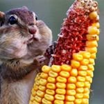 faringheit1988's profile picture. 