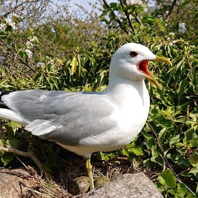 News on birds, birders, birdwatching, ringing, birdprotection and science on Island Ertholmene in The Baltic Sea, Denmark