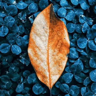 FireflyLakshmi's profile picture. 