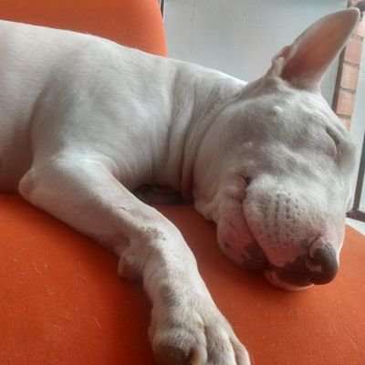 riosdaniel01's profile picture. 