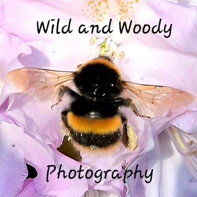 Wildwood1971 (Wild and Woody Photography)